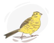 yellowhammer
