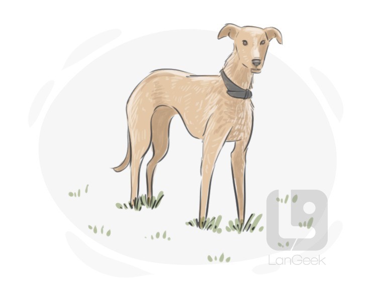 lurcher definition and meaning