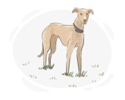 lurcher