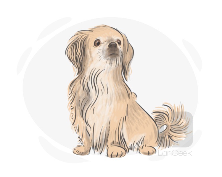 Pekingese definition and meaning