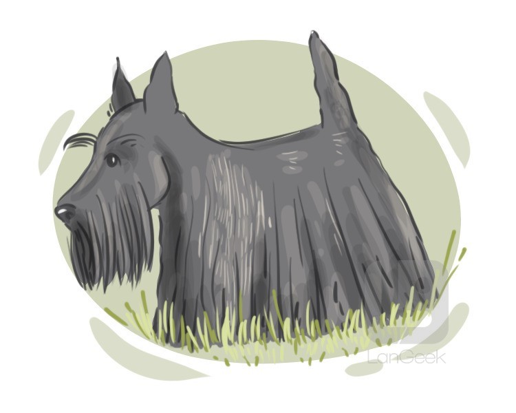 Scottish terrier definition and meaning