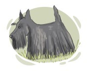 Scottish terrier