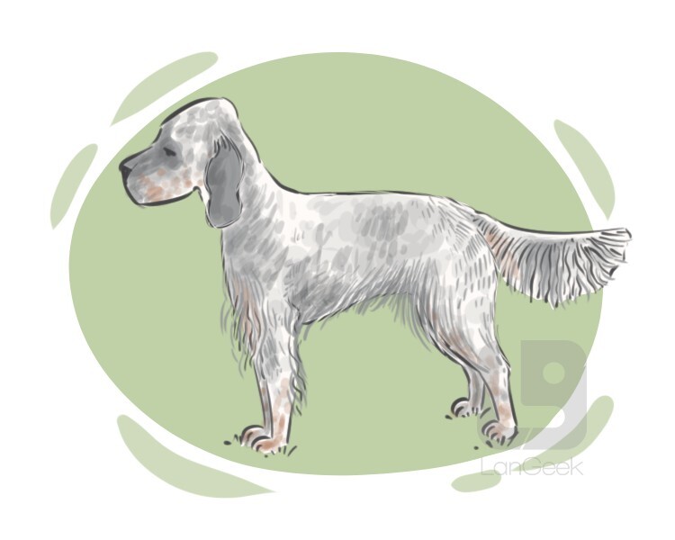 Definition & Meaning of "Setter" LanGeek