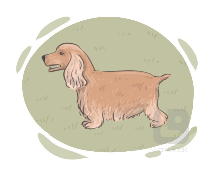 Spaniel definition and meaning