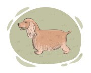 Spaniel