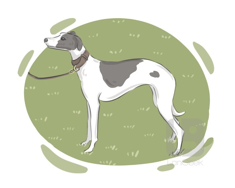 Definition & Meaning of "Whippet" LanGeek