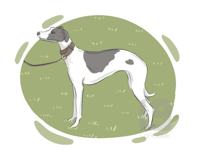 Whippet definition and meaning