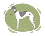 Whippet