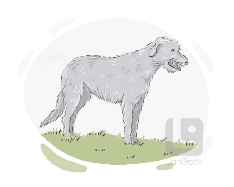 wolfhound definition and meaning