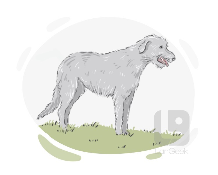 Wolfhound definition and meaning