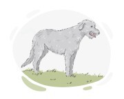 Wolfhound