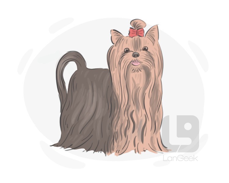 Yorkshire terrier definition and meaning