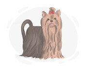 Yorkshire terrier