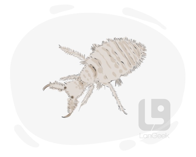 antlion fly definition and meaning