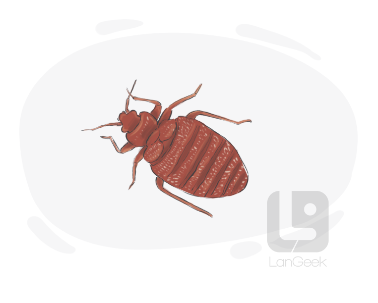 bedbug definition and meaning