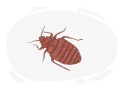 bedbug