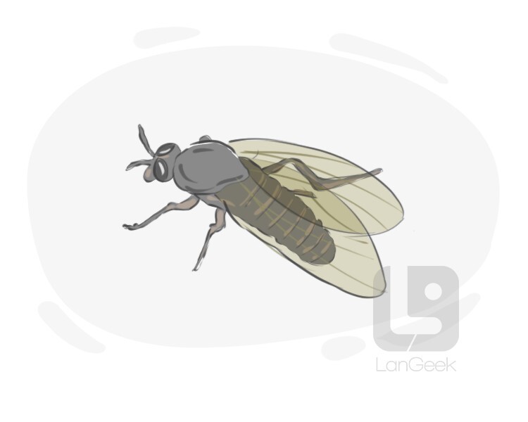 definition-meaning-of-black-fly-langeek