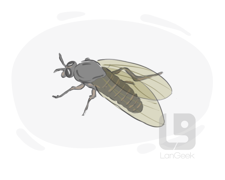 blackfly definition and meaning