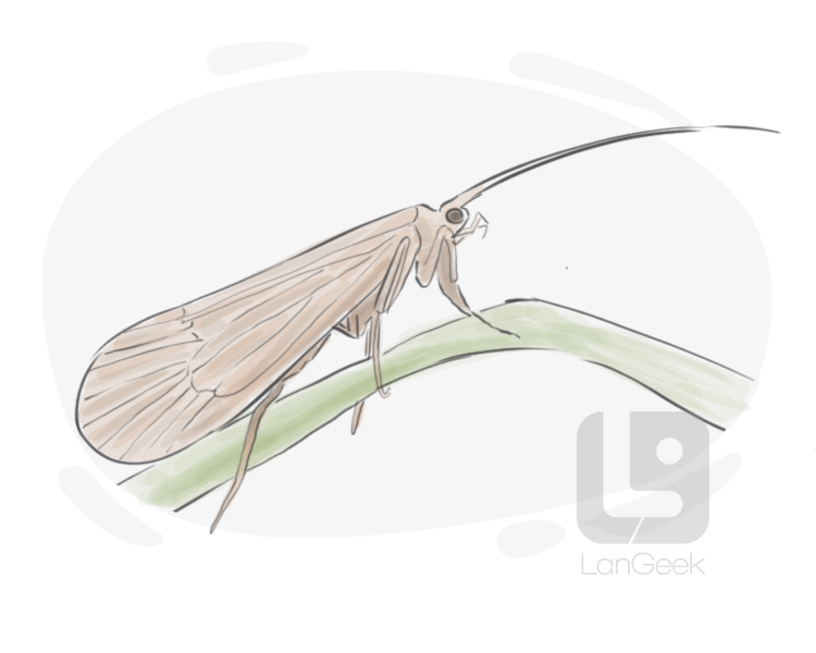 caddis fly definition and meaning