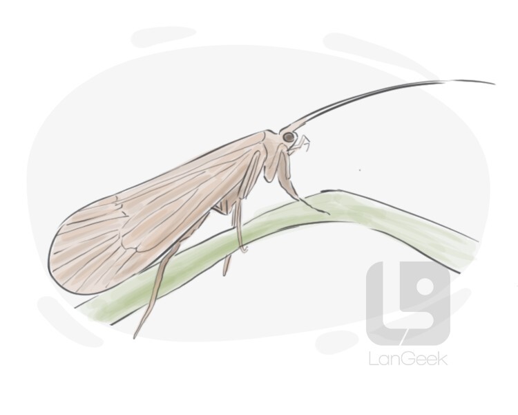 trichoptera definition and meaning
