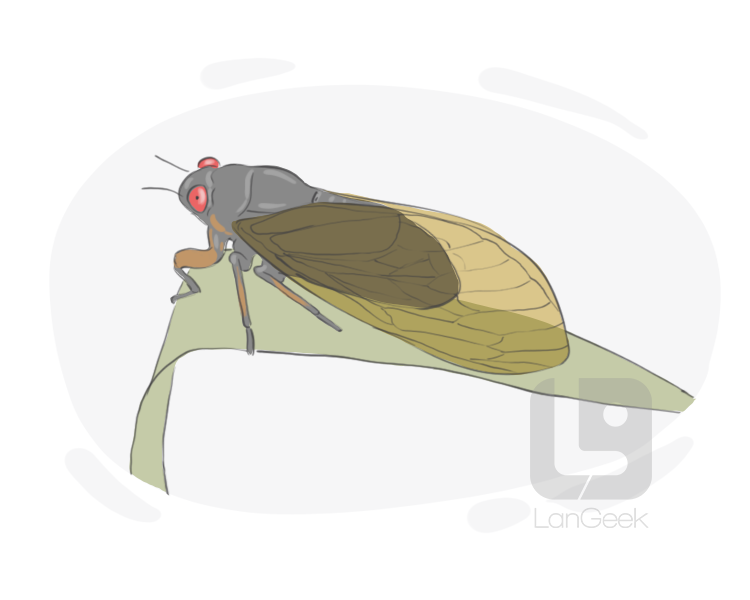 cicadidae definition and meaning