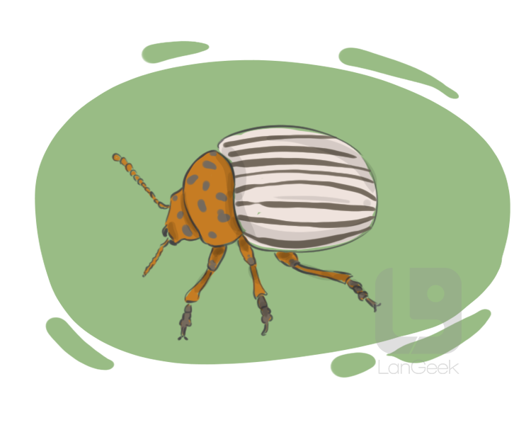 Colorado potato beetle definition and meaning