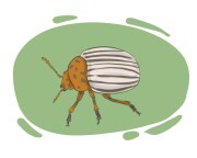potato beetle