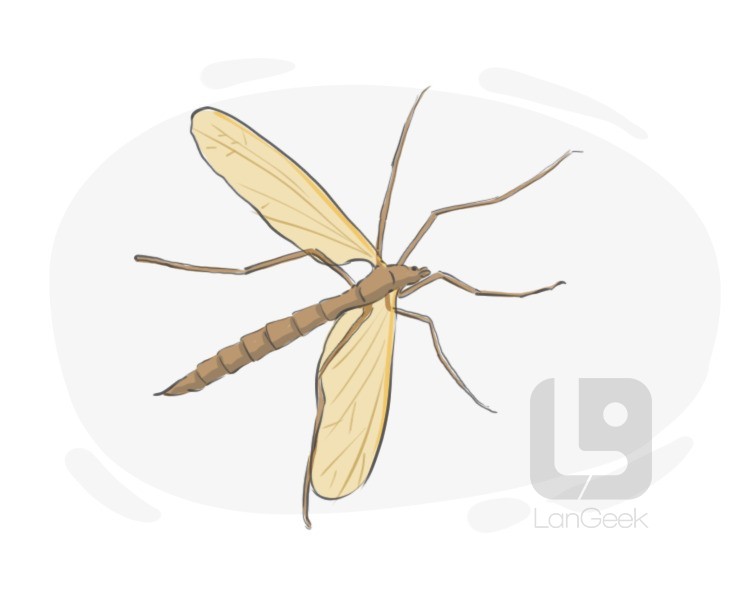 crane fly definition and meaning