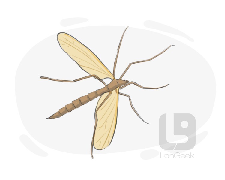 daddy longlegs definition and meaning