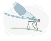 damselfly