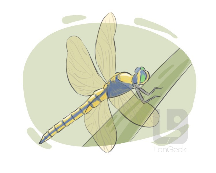 dragonfly definition and meaning