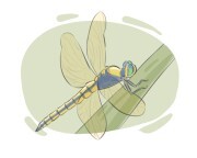 dragonfly