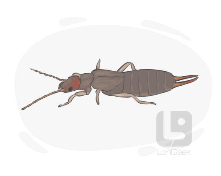 earwig definition and meaning