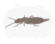 earwig