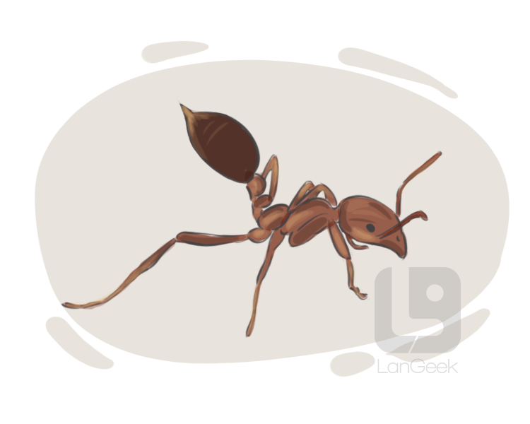 fire ant definition and meaning