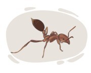 fire ant