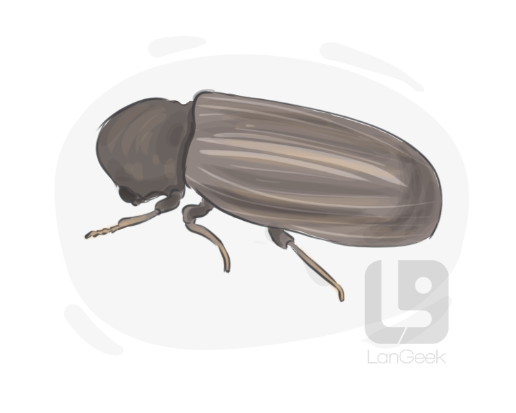 furniture beetle definition and meaning