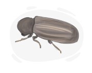 furniture beetle