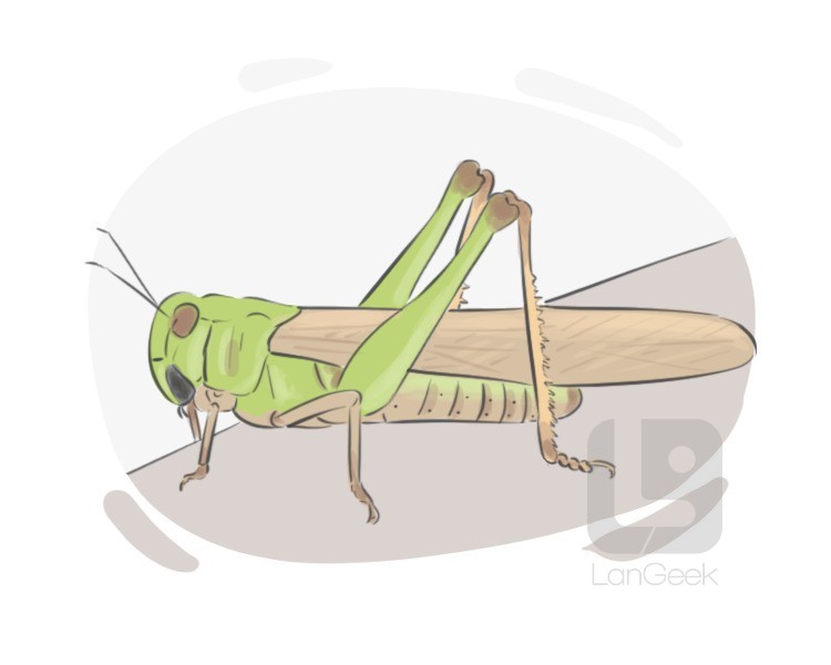 grasshopper definition and meaning