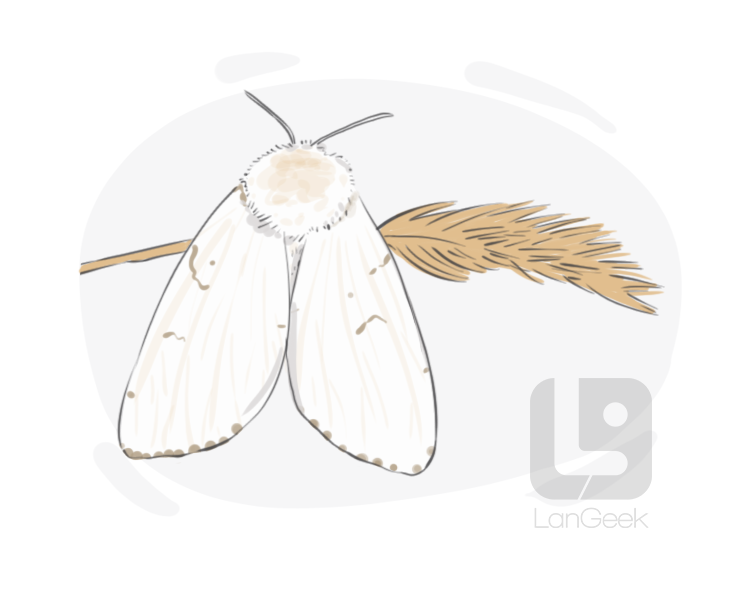 gypsy moth definition and meaning