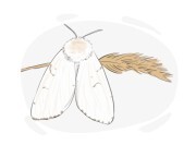 gypsy moth
