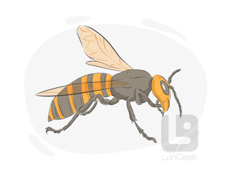 hornet definition and meaning