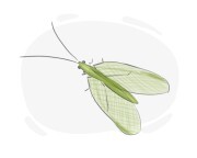 lacewing
