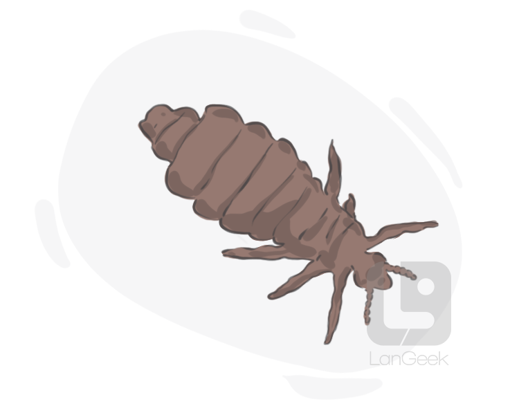 louse fly definition and meaning