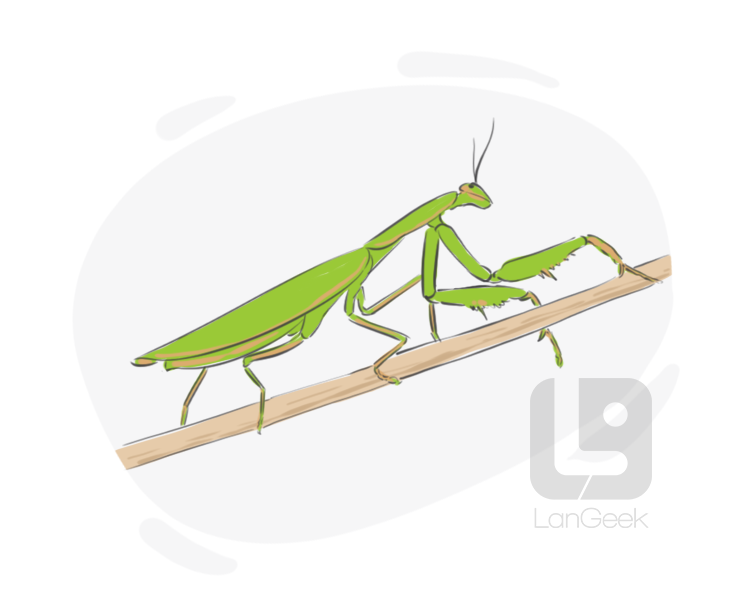 praying mantis definition and meaning