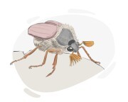 may bug