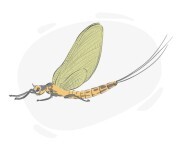 mayfly