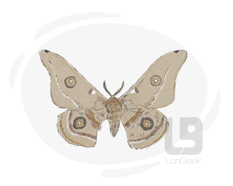 moth definition and meaning