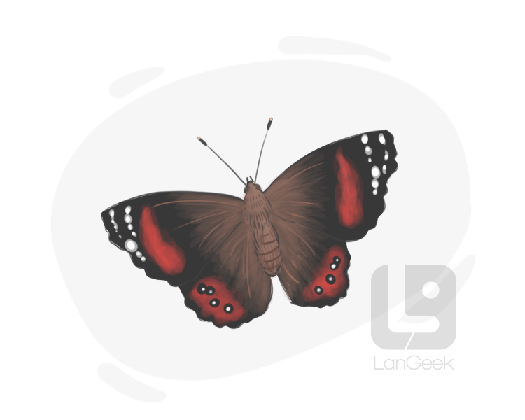 red admiral definition and meaning
