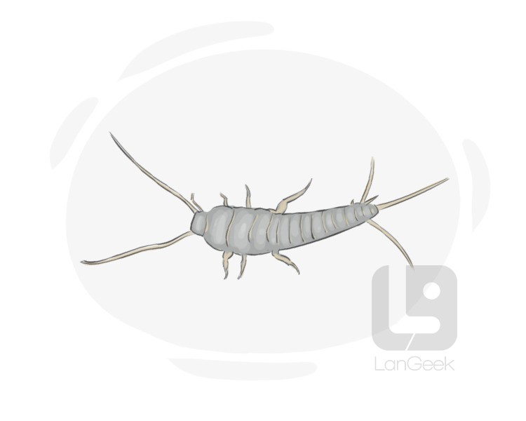 silverfish definition and meaning